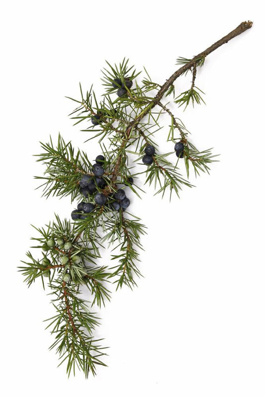Cade Oil