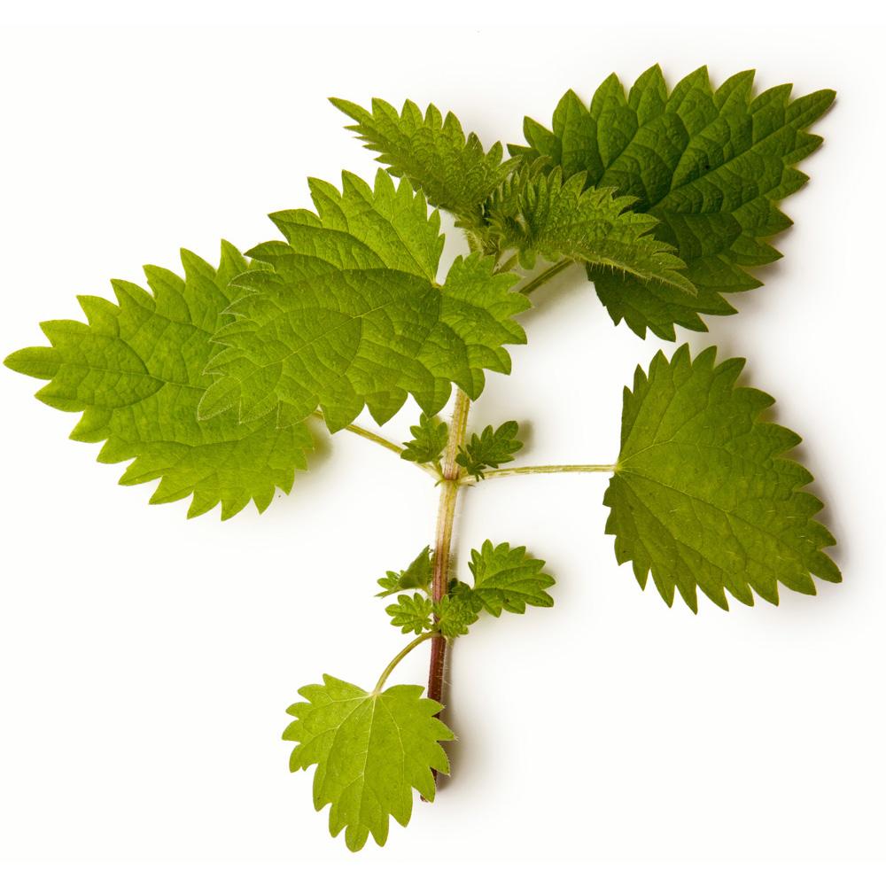 Nettle and Peppermint Infusion
